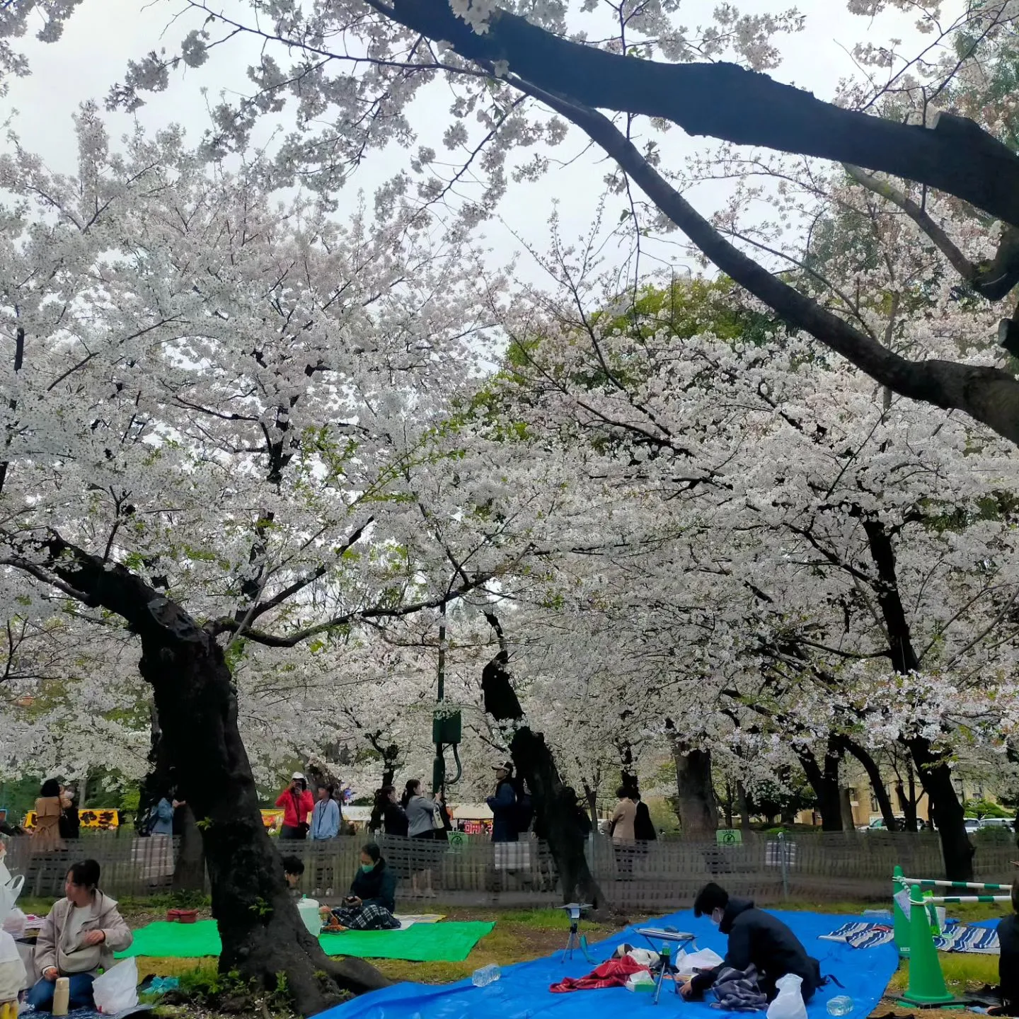 桜が満開!