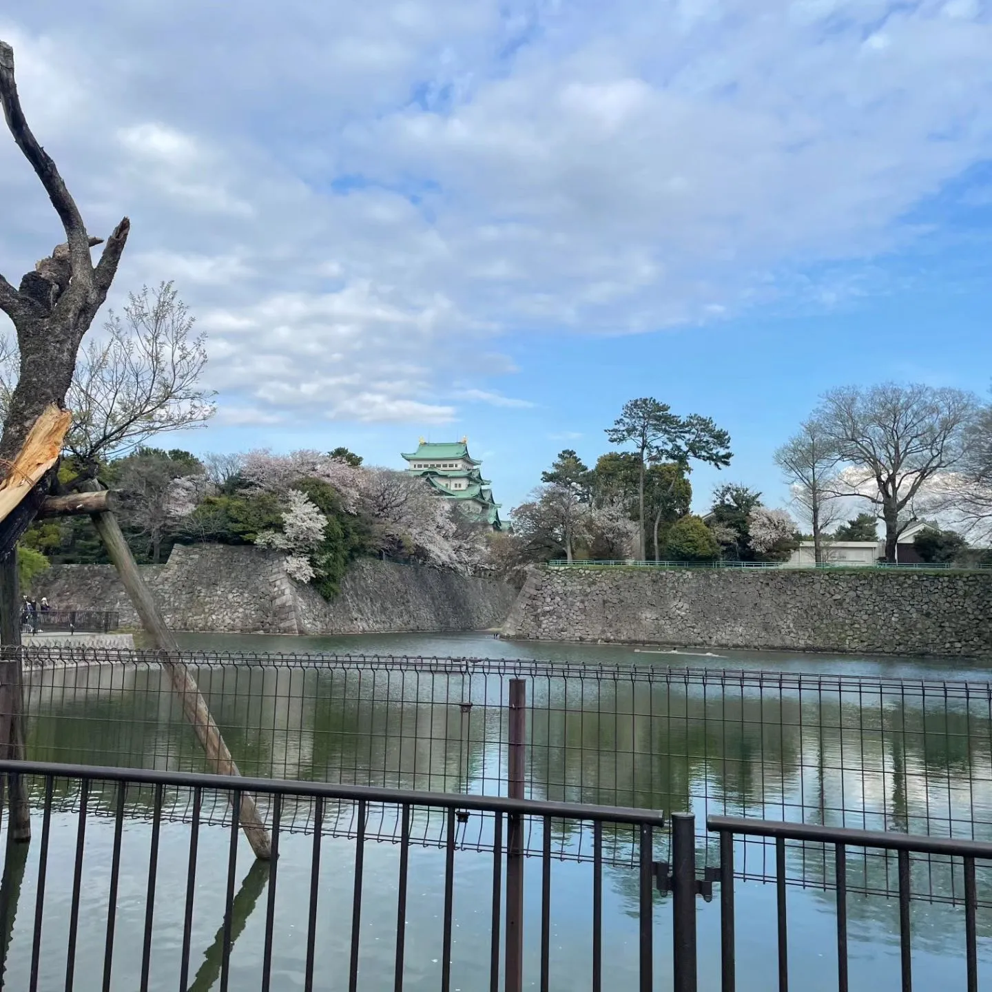 名古屋城の桜です。