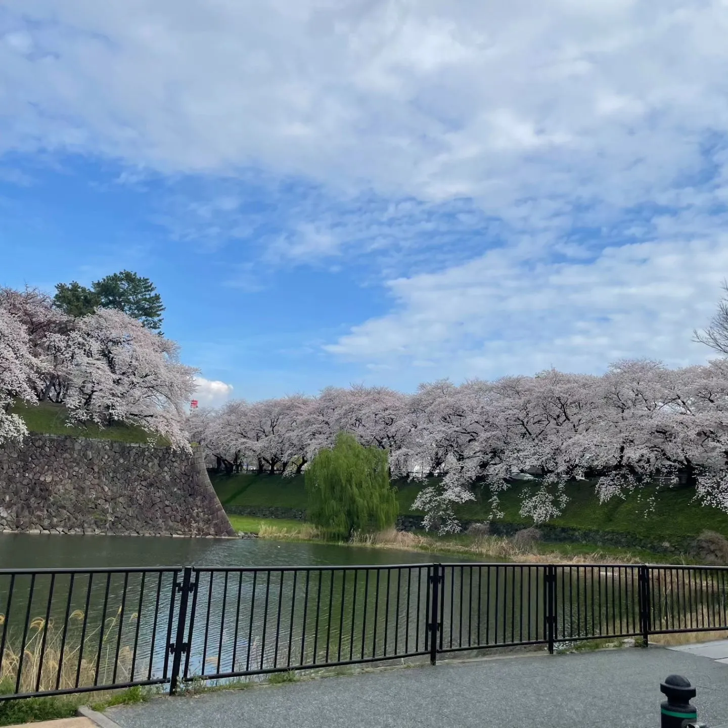 名古屋城の桜です。