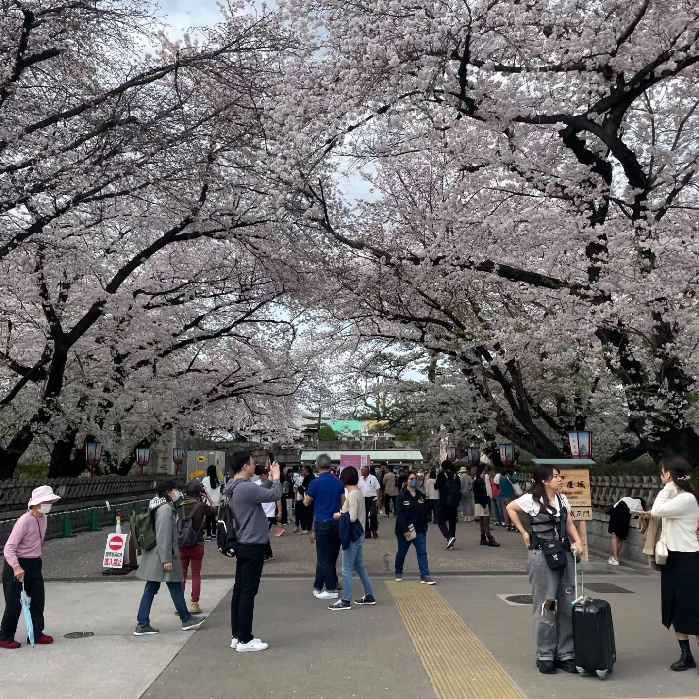 名古屋城の桜です。