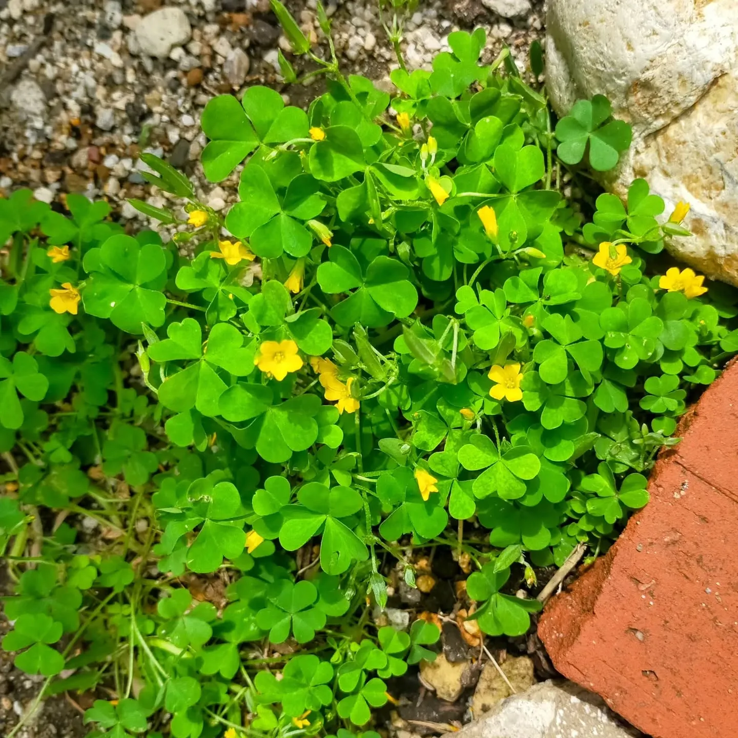 庭の三つ葉に、かわいい黄色い花が咲いていました。