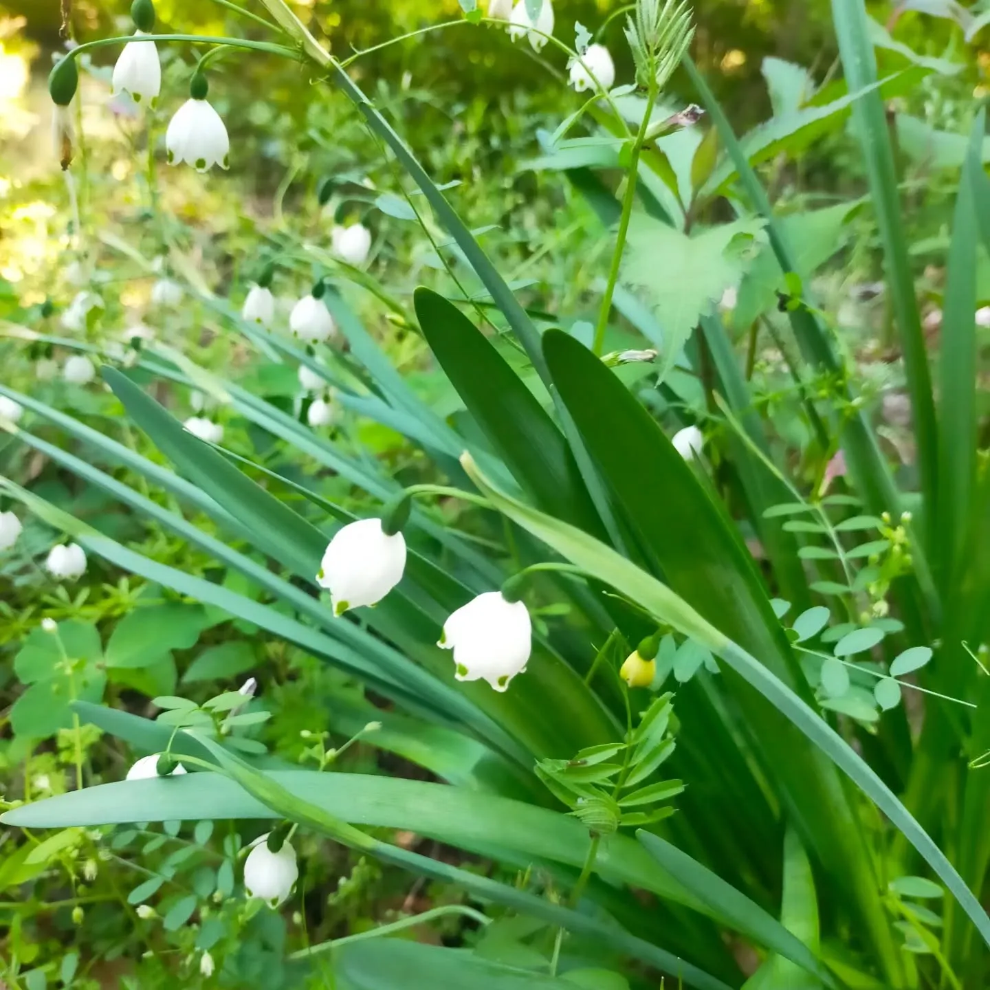 岐阜県関市の山を散策していたら、すずらんが咲いていました。
