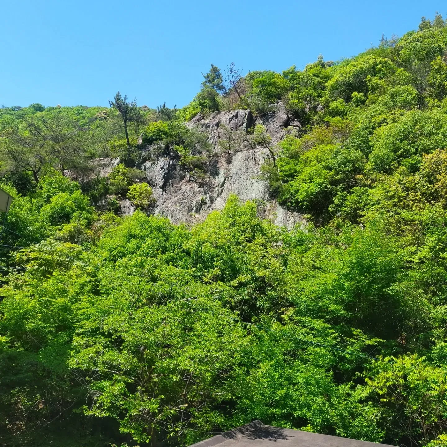 岐阜県関市の山を散策していたら、すずらんが咲いていました。