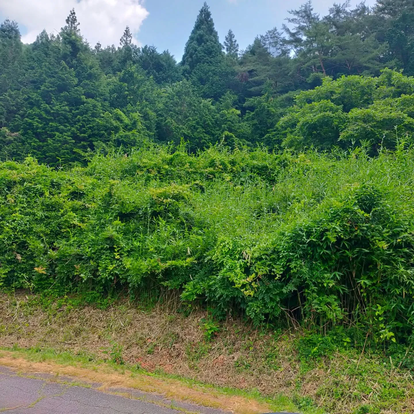 🌲【下呂市の山林調査へ】