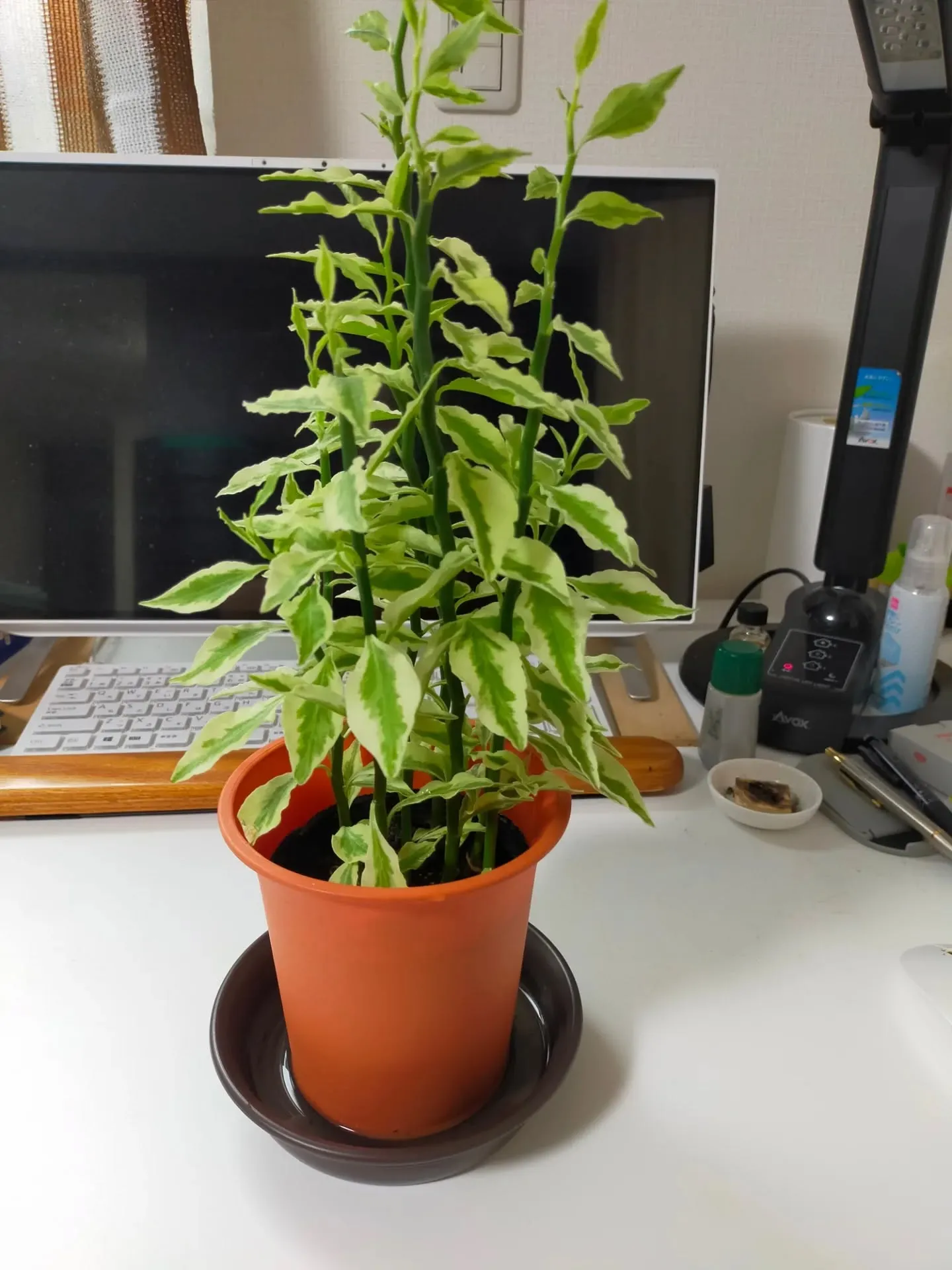 🌿朝の癒し🌿