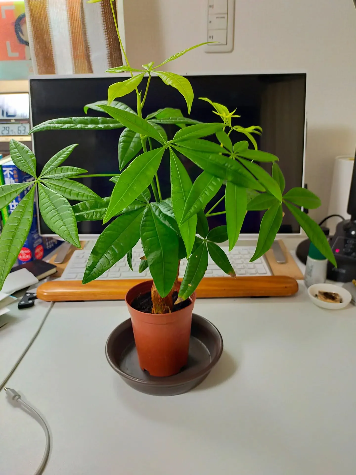 🌿朝の癒し🌿