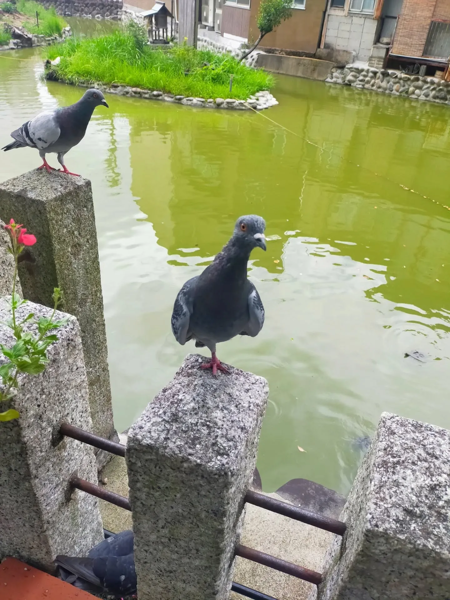 ⛩️【神玉巡拝 第二弾 川原神社】