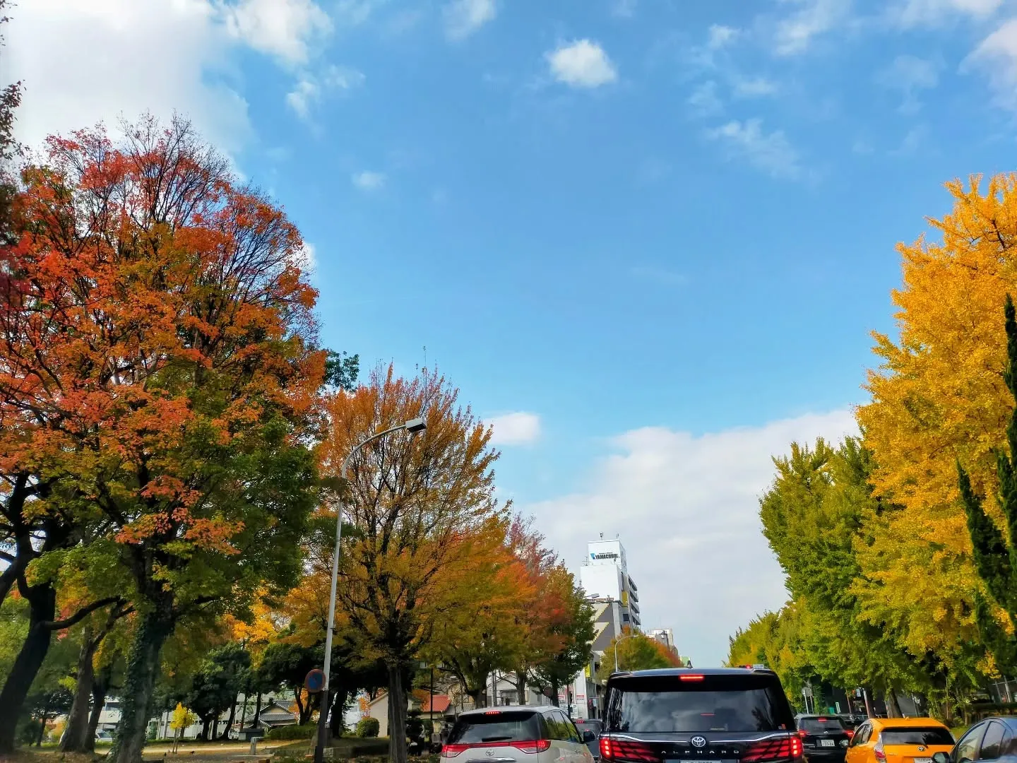🍁 若宮大通の紅葉が見頃でした 🚗✨