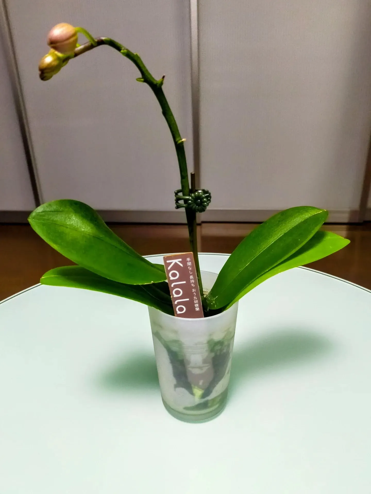 🌸もうすぐ胡蝶蘭が咲きそうです🌸