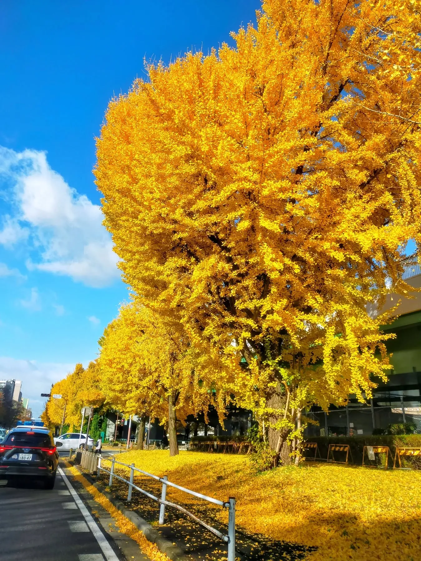 若宮大通・花田公園前のイチョウ🍂