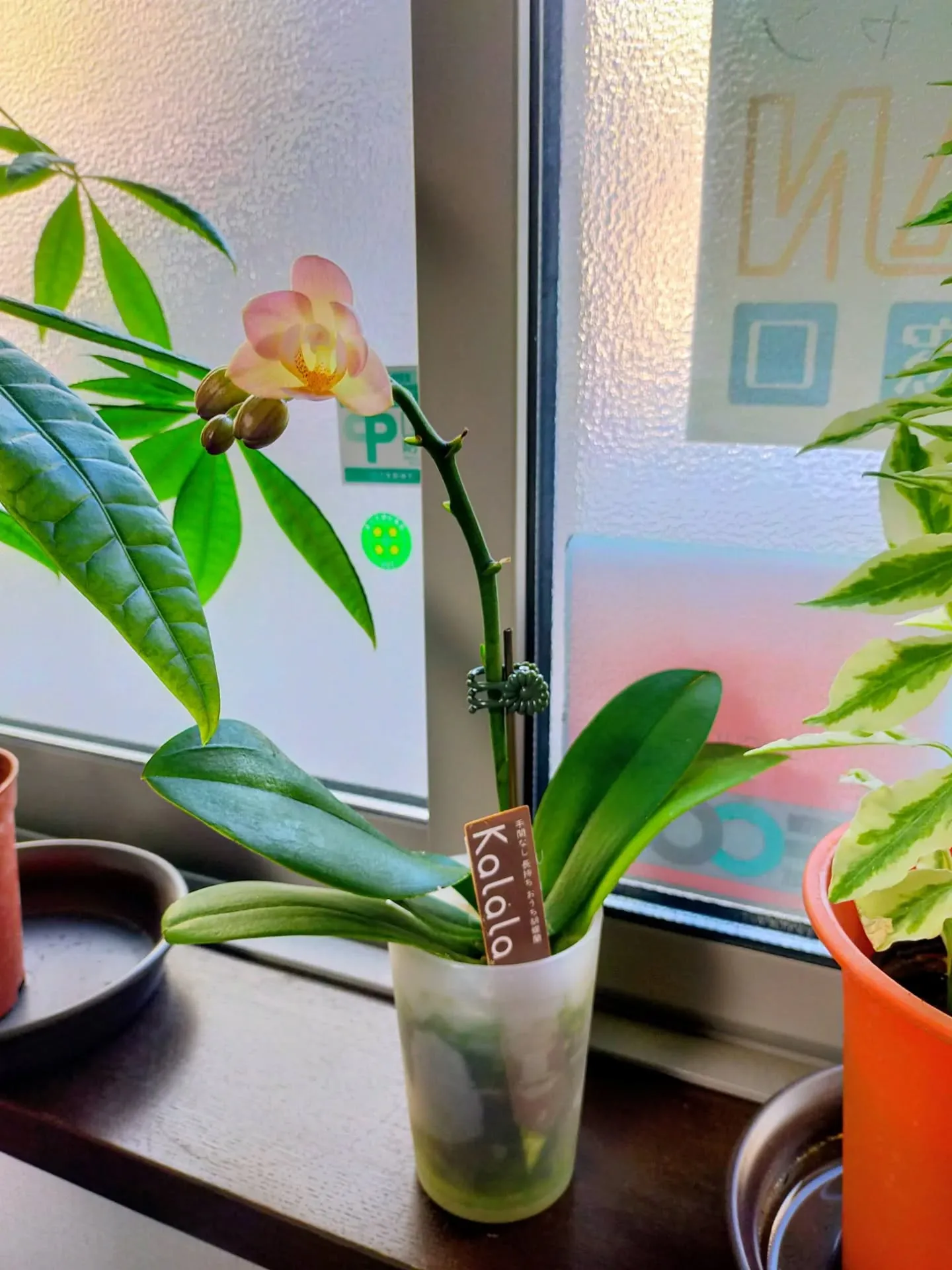 🌸ついに今朝、胡蝶蘭が咲きました🌸