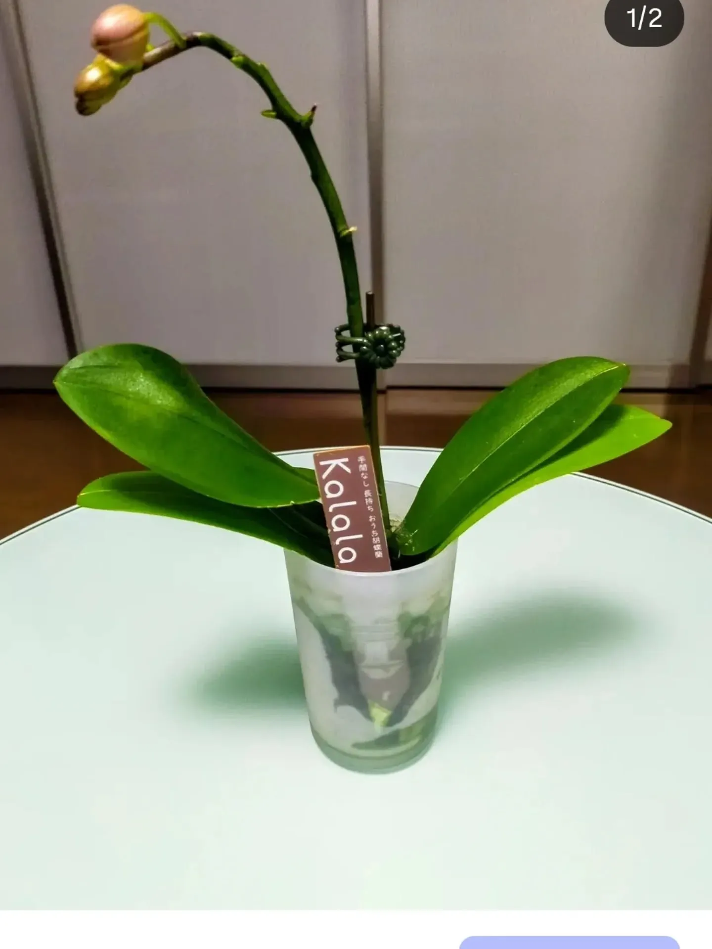 🌸ついに今朝、胡蝶蘭が咲きました🌸