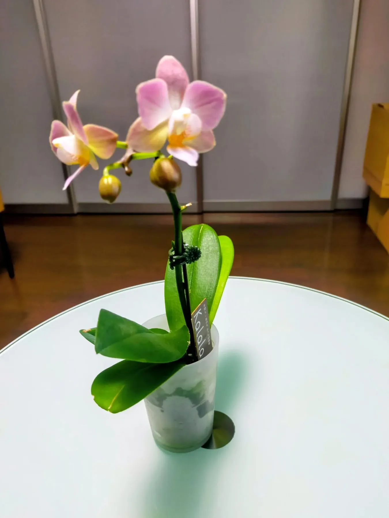 🌸また一つ、胡蝶蘭が咲きました🌸