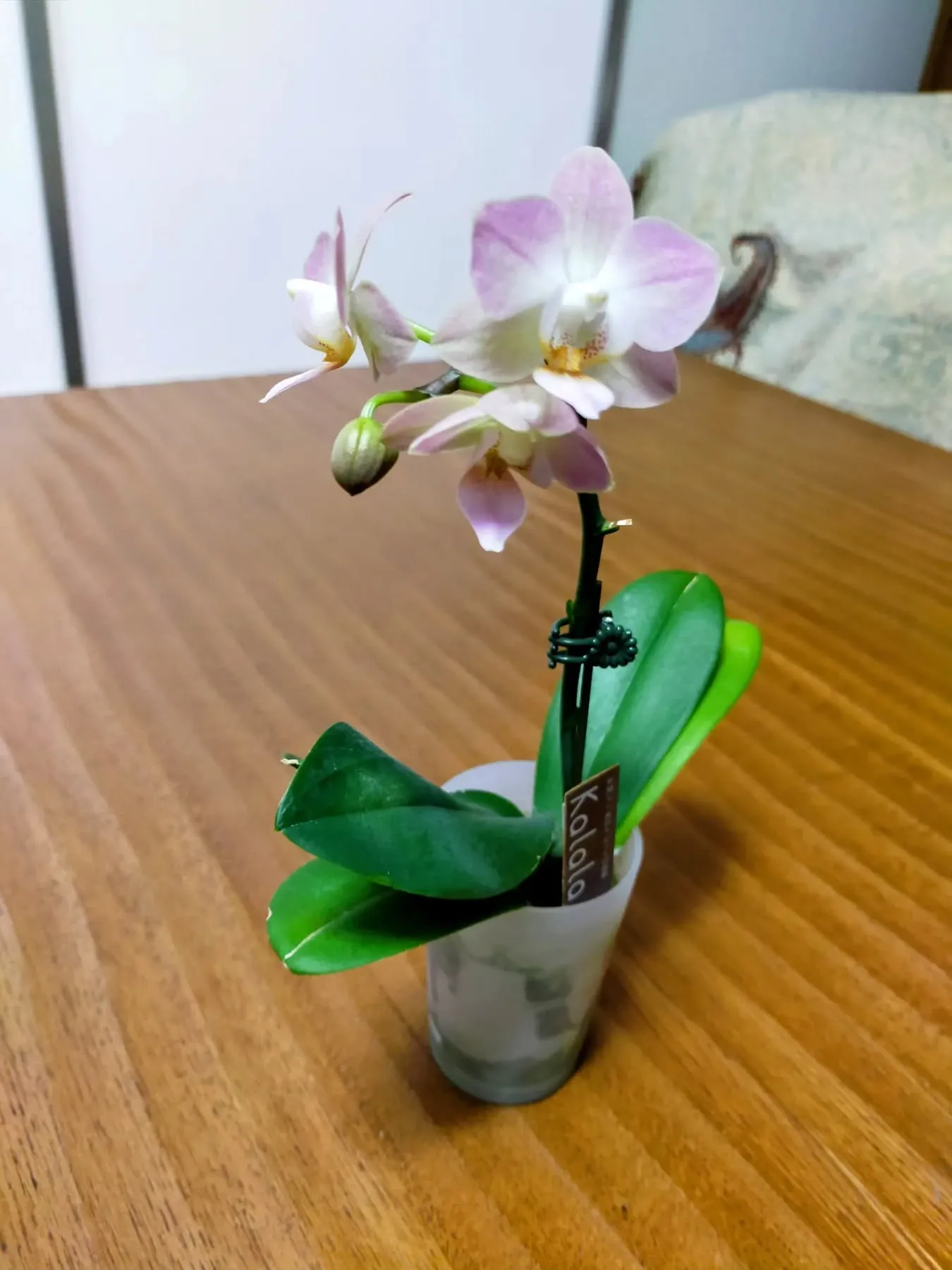 胡蝶蘭って、