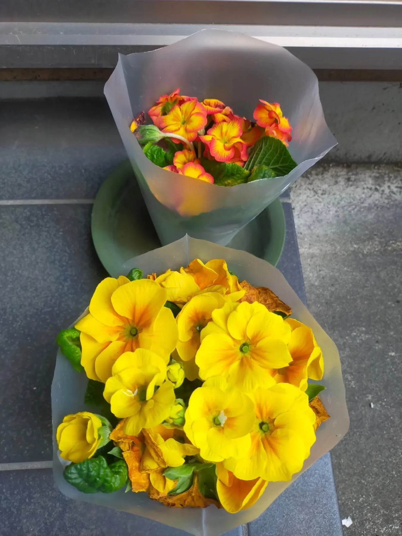 1ヶ月ほど前、ドラッグストアで買ってきた花🌼