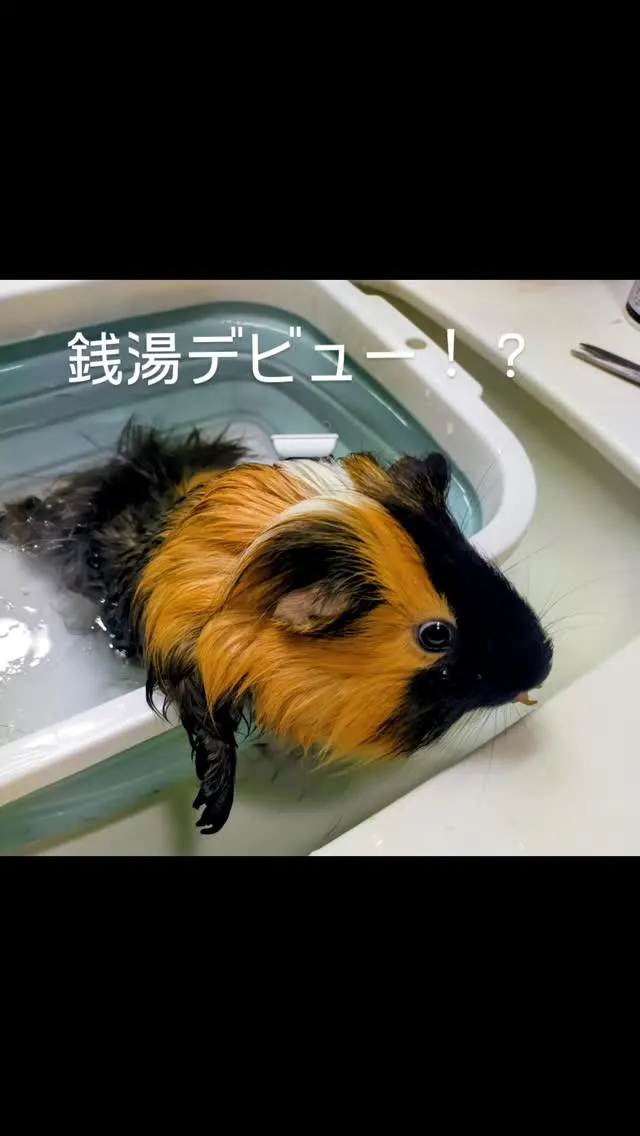🛁 モルモットのお風呂タイム！