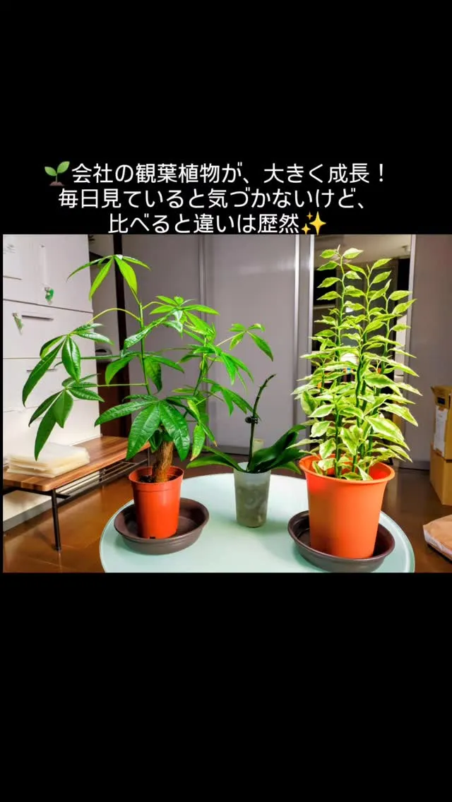 会社の観葉植物成長記録！